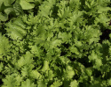 Bladsennep 'Wasabino'
