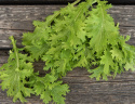 Bladsennep 'Wasabino'