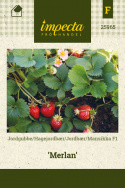 Jordbær F1 'Merlan'