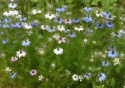 Jomfru i det grønne 'Persian Jewels'