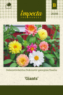 Dekorativ Dahlia 'Giants'