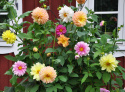 Dekorativ Dahlia 'Giants'