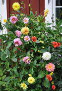 Dekorativ Dahlia 'Giants'