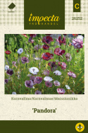 Kornvalmue 'Pandora'
