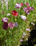 Kornvalmue 'Pandora'