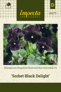 Hornviol F1 'Sorbet Black Delight'