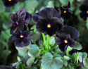 Hornviol F1 'Sorbet Black Delight'