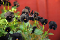 Hornviol F1 'Sorbet Black Delight'