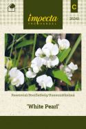 Rosenvial 'White Pearl'