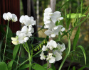 Rosenvial 'White Pearl'