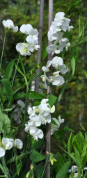 Rosenvial 'White Pearl'