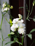 Rosenvial 'White Pearl'