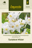 Pastelakeleje F1 'Earlybird White'