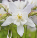 Pastelakeleje F1 'Earlybird White'