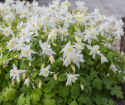 Pastelakeleje F1 'Earlybird White'