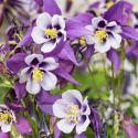 Pastelakeleje F1 'Earlybird Purple White'