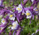 Pastelakeleje F1 'Earlybird Purple White'