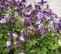 Pastelakeleje F1 'Earlybird Purple White'