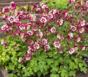 Pastelakeleje F1 'Earlybird Red White'