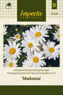 Kæmpemarguerit F1 'Madonna'
