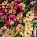 Petunia F1 'Shake Raspberry'