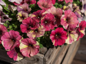 Petunia F1 'Shake Raspberry'