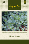 Østersblad 'Silver Ocean'