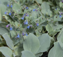 Østersblad 'Silver Ocean'