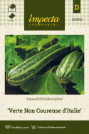 Squash 'Verte Non Coureuse d'Italie'