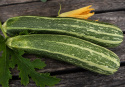 Squash 'Verte Non Coureuse d'Italie'