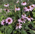 Purpursolhat 'Magnus'
