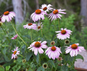 Purpursolhat 'Magnus'
