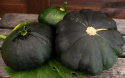 Ufosquash 'Gagat'