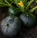 Ufosquash 'Gagat'