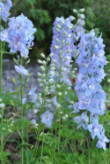 Have Ridderspore F1 'Guardian Lavender'