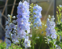 Have Ridderspore F1 'Guardian Lavender'