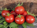Tomat F1 'Bauna'