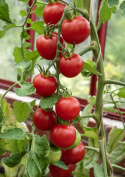 Tomat F1 'Harzfeuer'