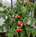 Tomat 'Maja'