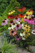 Purpursolhat 'Paradiso'