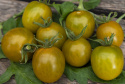 Cherrytomat 'Green Grape'