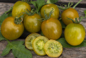 Cherrytomat 'Green Grape'