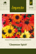 Purpursolhat 'Cheyenne Spirit'