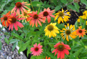 Purpursolhat 'Cheyenne Spirit'