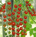Cherrytomat F1 'Supersweet 100'