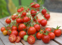 Cherrytomat F1 'Supersweet 100'