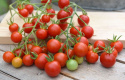 Cherrytomat F1 'Supersweet 100'