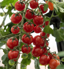 Cherrytomat F1 'Charmant'