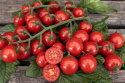 Cherrytomat F1 'Charmant'