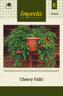 Cherrytomat 'Cherry Falls'